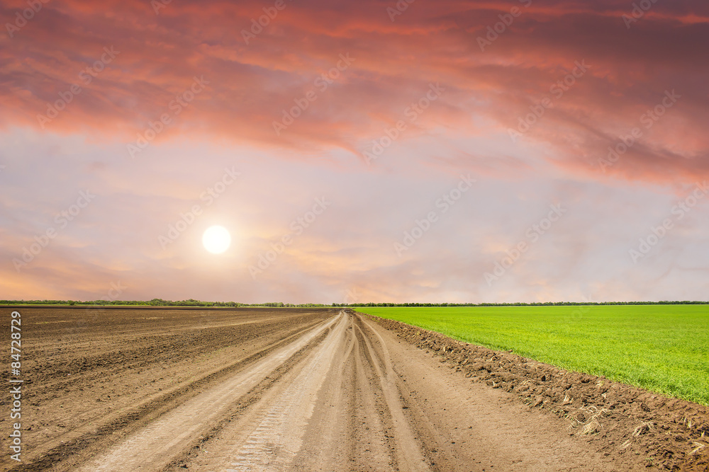 Obraz premium green field at sunset