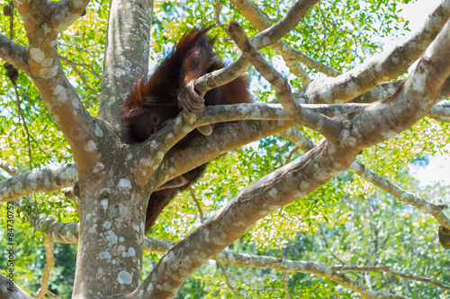 Chimpanzee sitting on branch