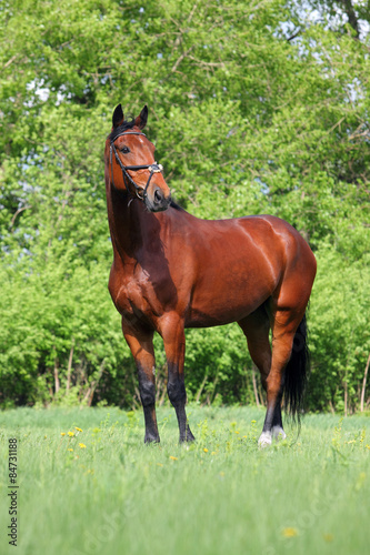   Beautiful sorrel horse © horsemen
