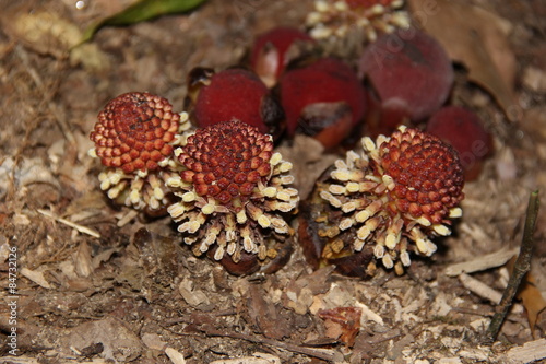 Balanophora fungosa, parasitäre Pflanze photo