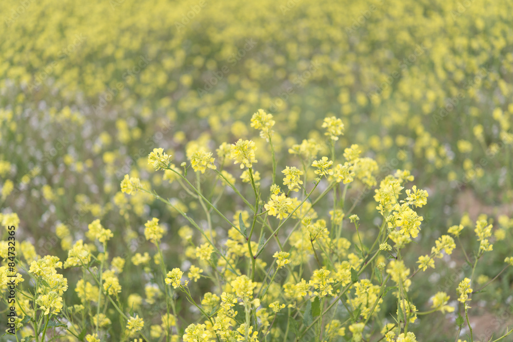 Yellow flowers blossoming in spring time, natural background