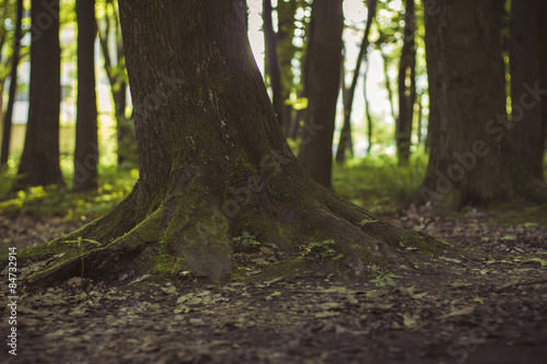 tree trunk in the wood