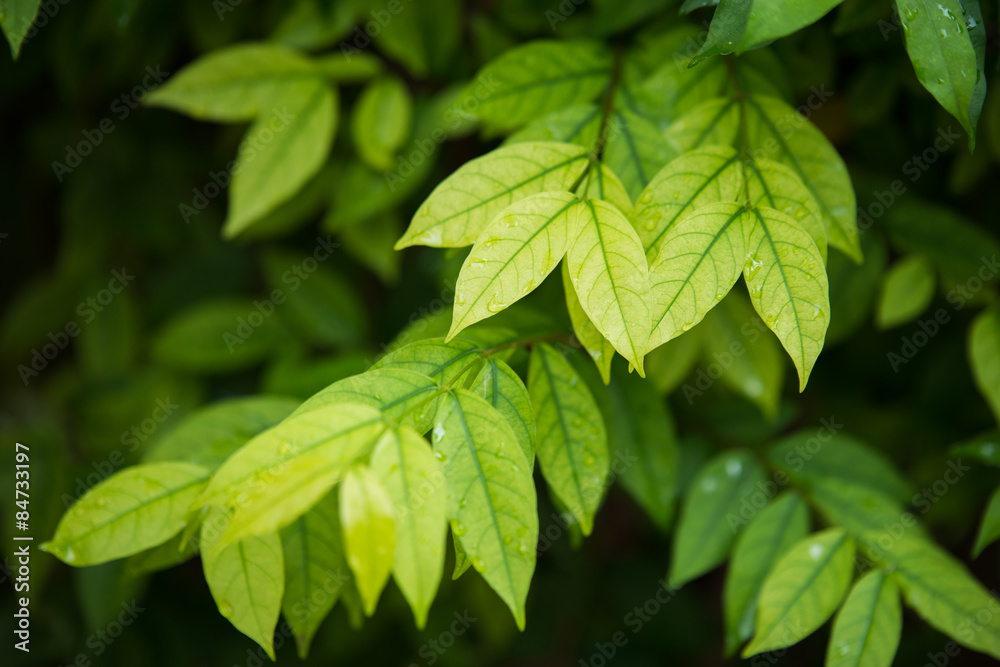 wrightia religiosa leaf wrightia religiosa leaf