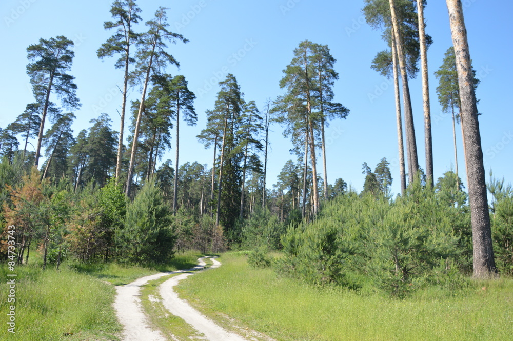 Obraz premium Июнь на брянщине