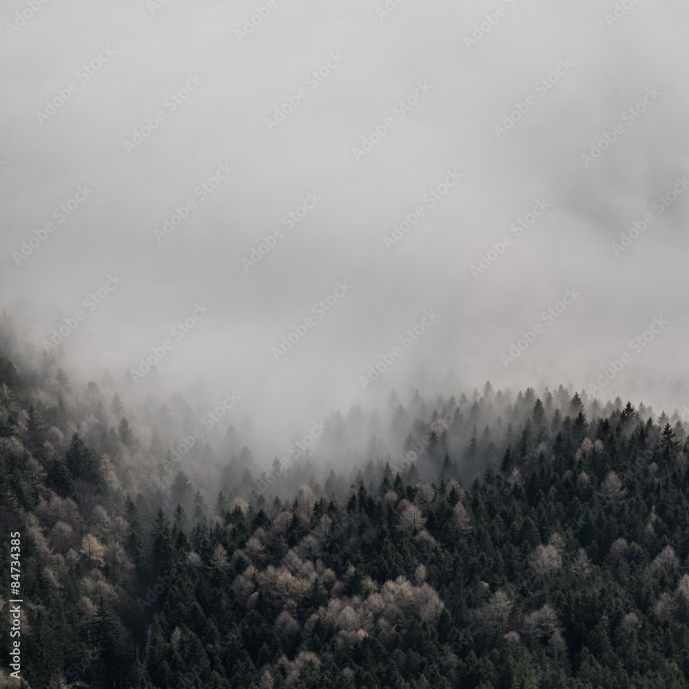 Aerial view of foggy forest