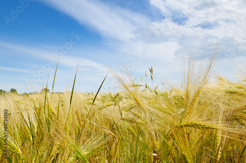 wheat field and blue sky