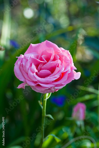 Flower Rose in garden