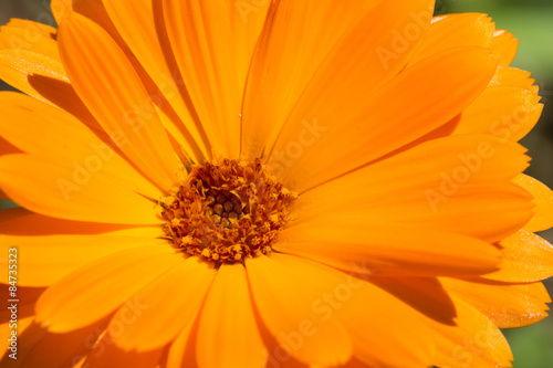 Orange Ringelblume