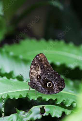 The brown butterfly with eye sign on the wing sitting on green leave