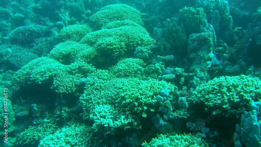 coral reef, Red sea, Marsa Alam, Abu Dabab, Egypt
coral reef, Red sea, Marsa Alam, Abu Dabab, Egypt