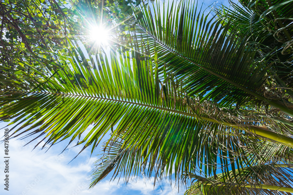Palm tree with sun flare in summer