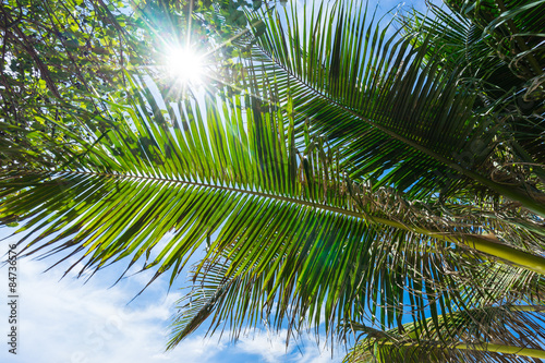 Palm tree with sun flare in summer