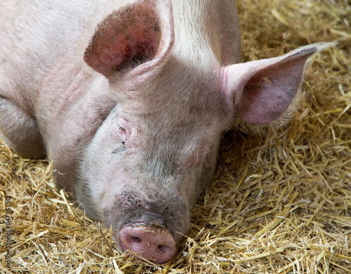 Close up portrait of a sleeping pig