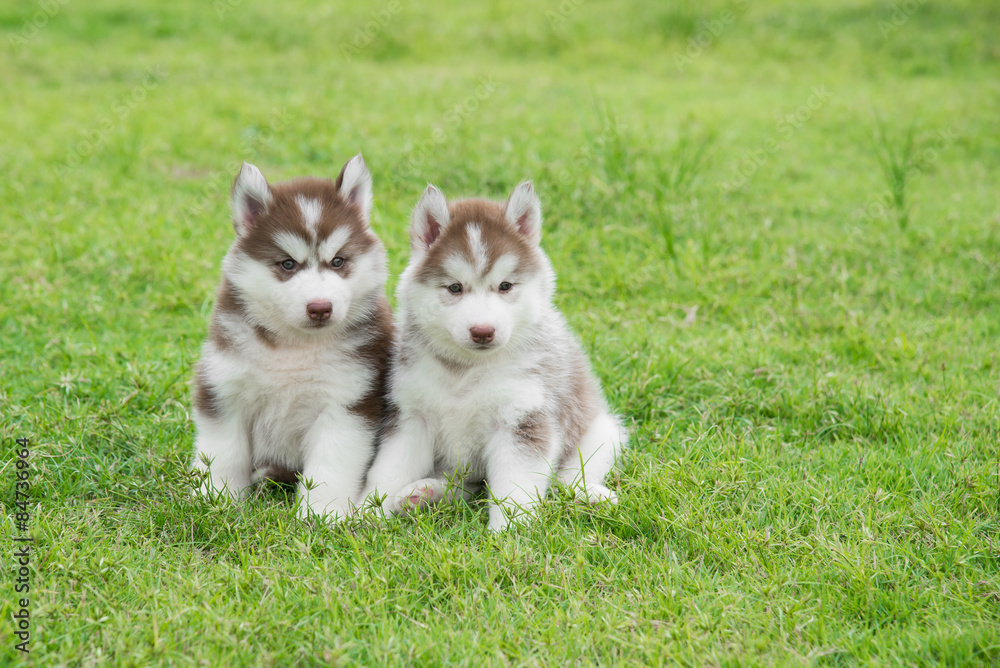 Two Siberian husky puppies sitting