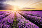 Lavender Sunrise