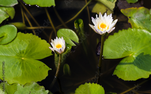 Two white water lily on the dark water with their green leafs
