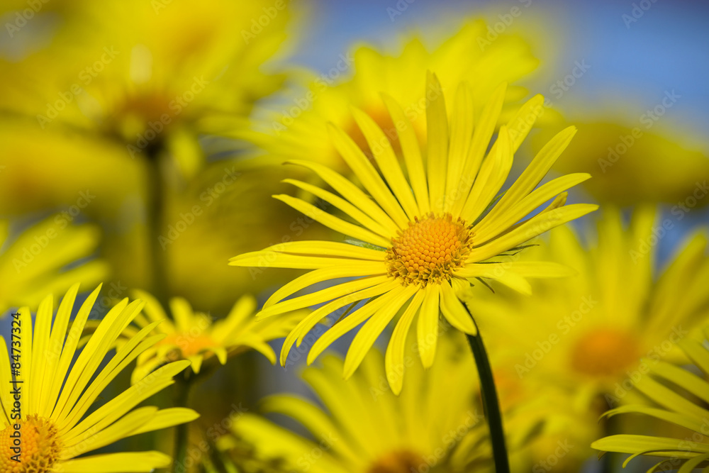Yellow daisies, Leopards Bane flowers, blooming in spring Yellow daisies, Leopards Bane flowers, blooming in spring