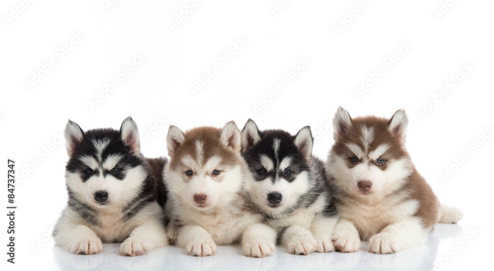 Group of Siberian husky puppies Stock Photo Adobe Stock