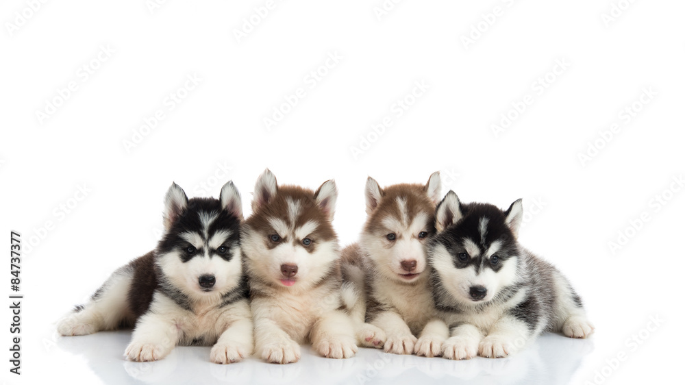 Group of Siberian husky puppies