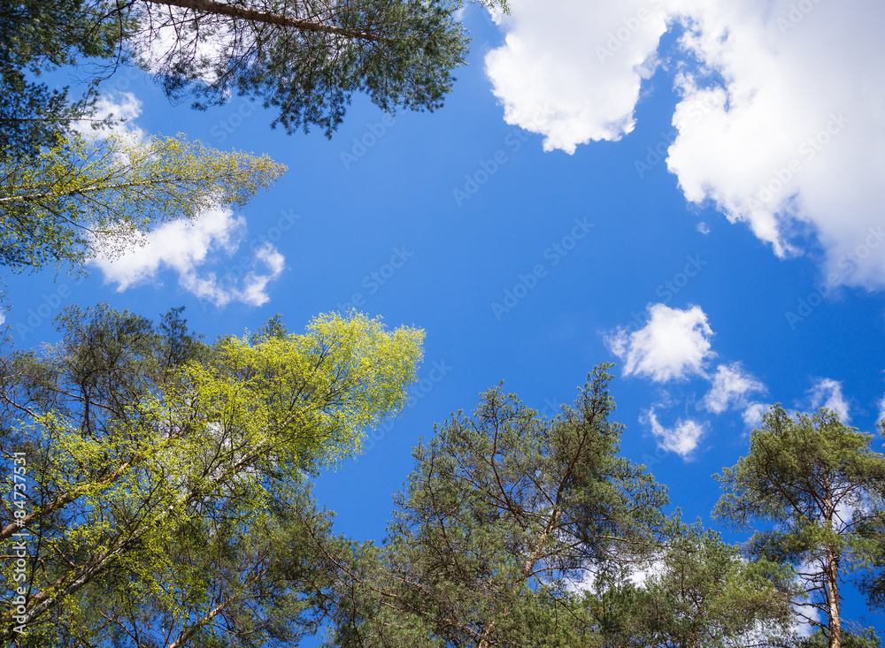 Tree tops against blue sky and white clouds Tree tops against blue sky and white clouds