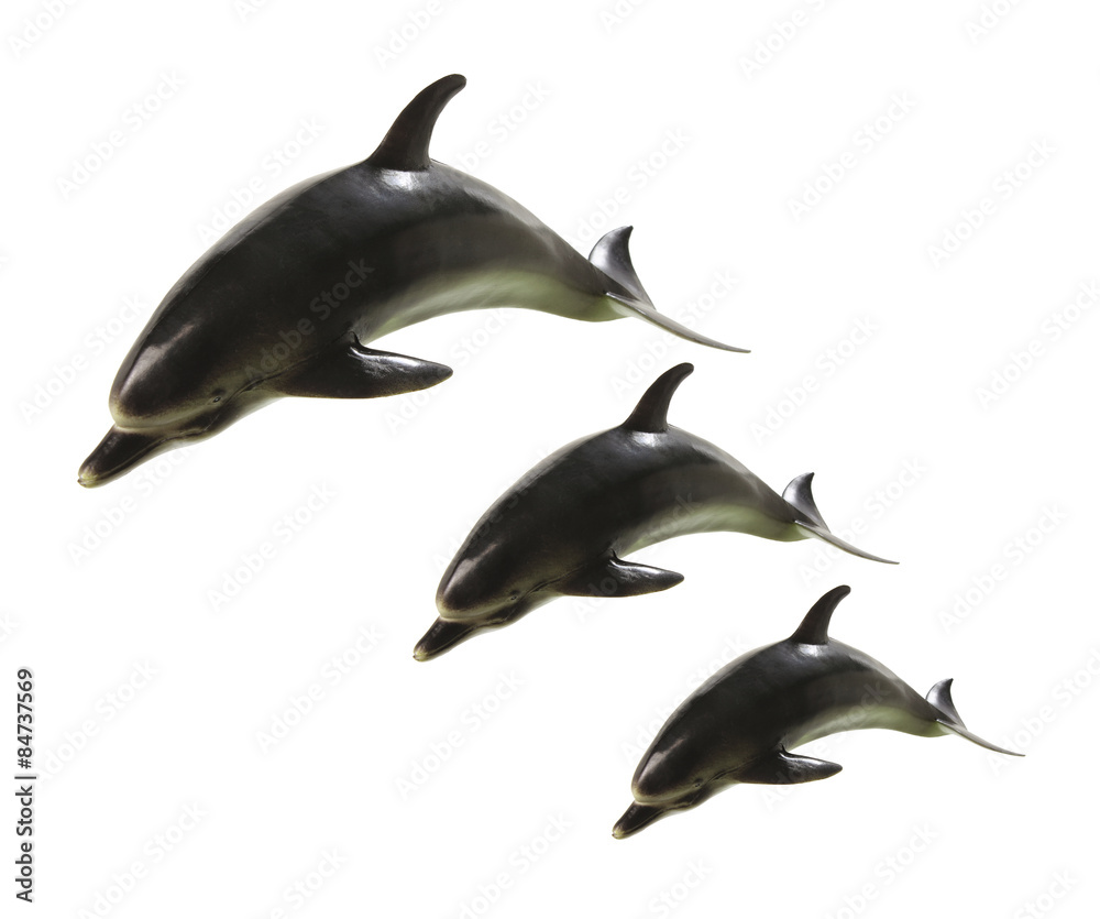 Fototapeta premium Dolphins