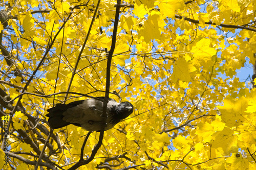 Wrona na jesiennym drzewie.
