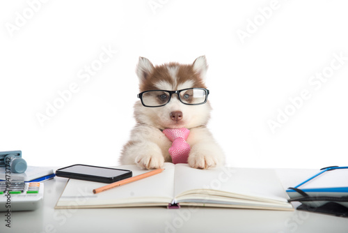 Cute siberian husky puppy in glasses working photo