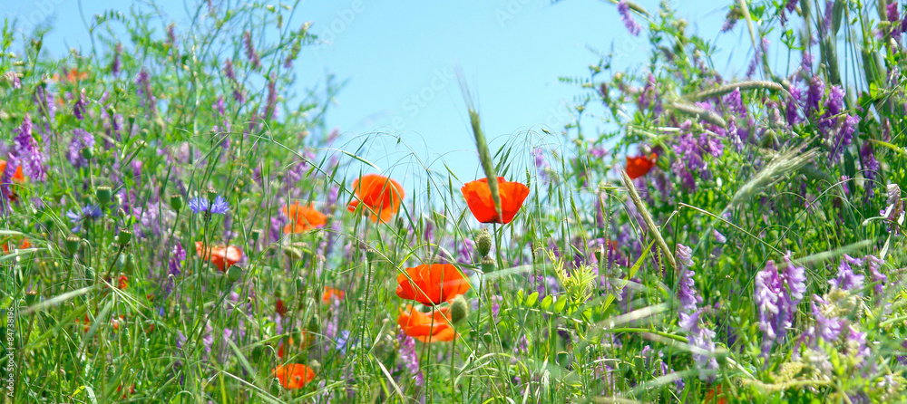 Fototapeta premium Blumenwiese