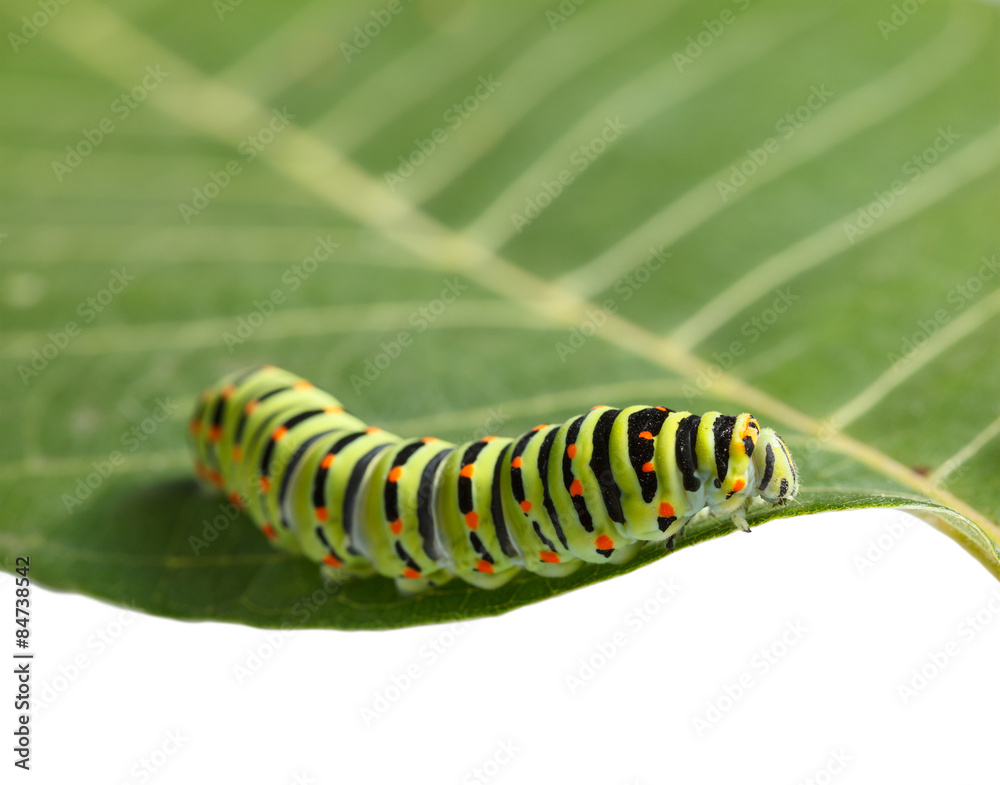 Naklejka premium Crawling on leaf caterpillar