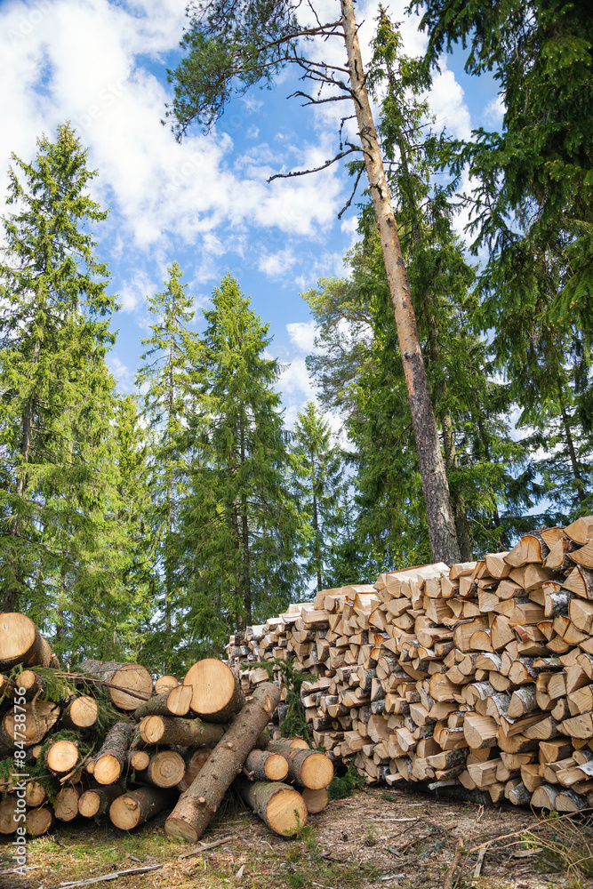 Pile of timber logs