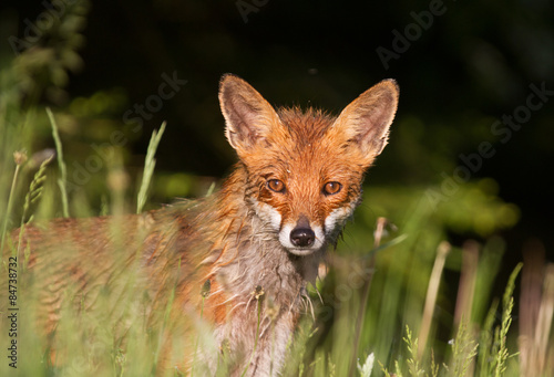 Red Fox, its fur wet from dewy grass