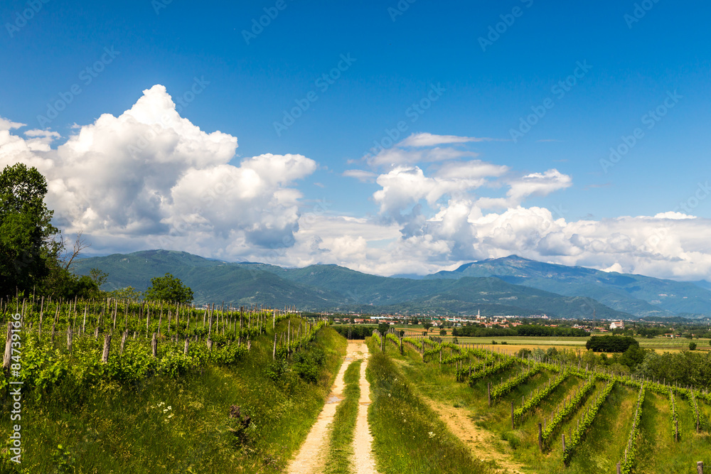 Naklejka premium grapevine field in the italian countryside