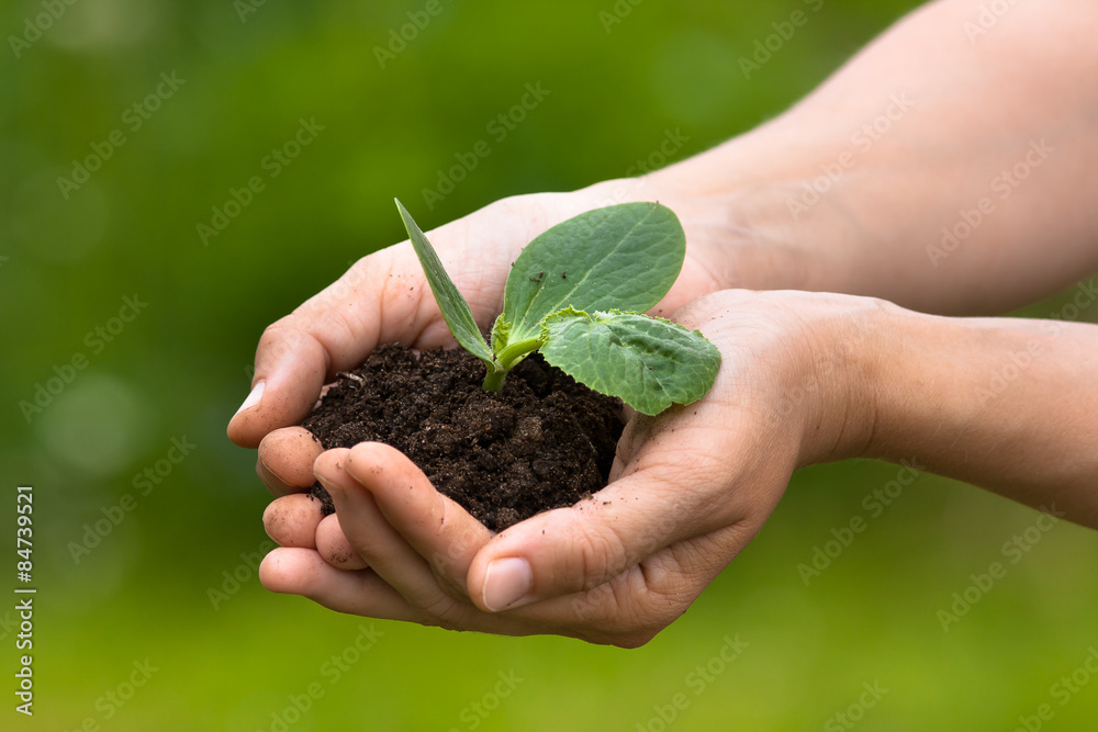 Hands holding seedling with soil on blurred background Hands holding seedling with soil on blurred background
