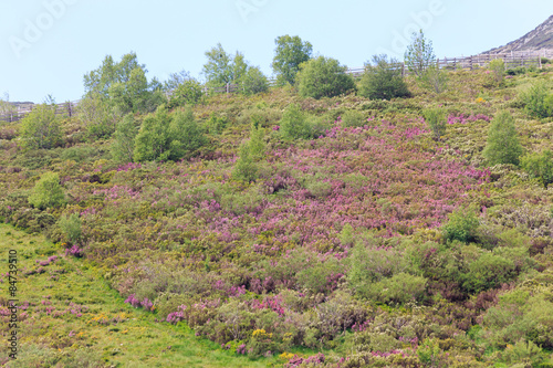 Valle de Leitariegos  Asturias  cubierto por flores de brezo