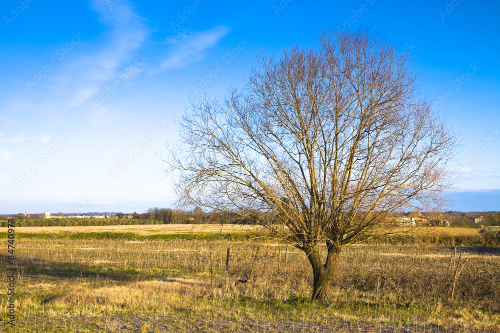 Isolated tree in a Tuscany countryside with copy space Isolated tree in a Tuscany countryside with copy space