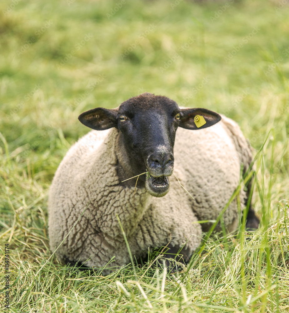 Obraz premium Schafe auf der Weide