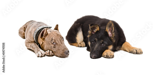 Puppies pitbull and German Shepherd lying together