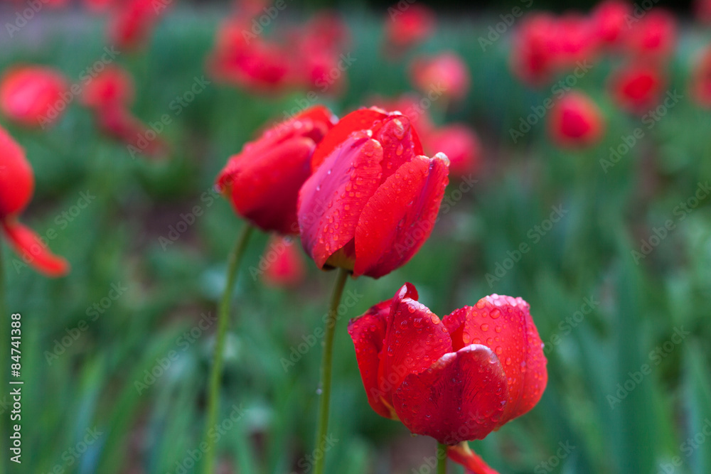 Obraz premium red tulip on a green background