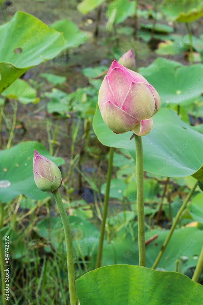 lotus