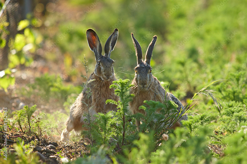 Obraz premium Feldhase,Hasenpaar