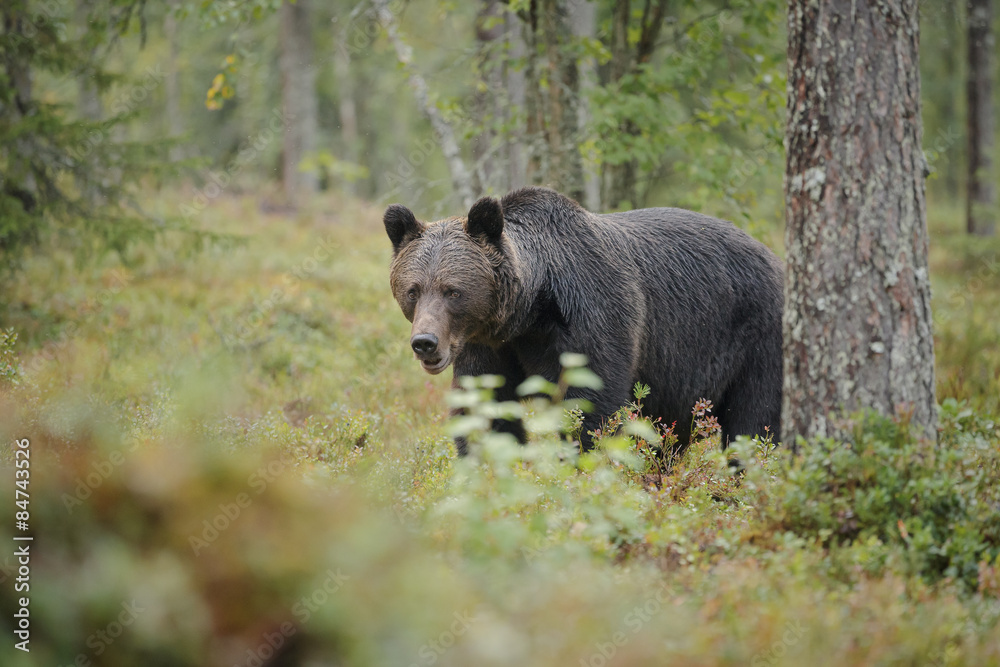 Brown bear in Finland