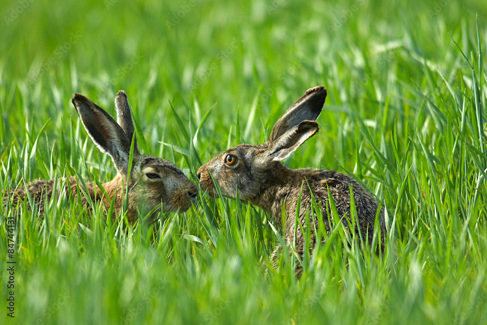 Naklejka premium Feldhase,Hasenpaar