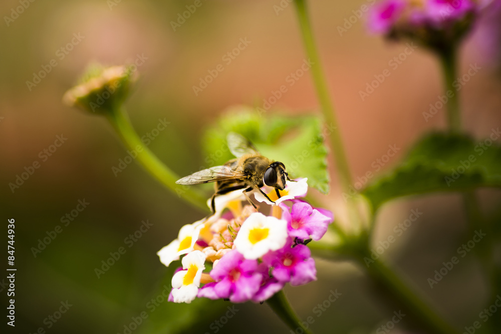Bee on a flower. Bee on a flower.
