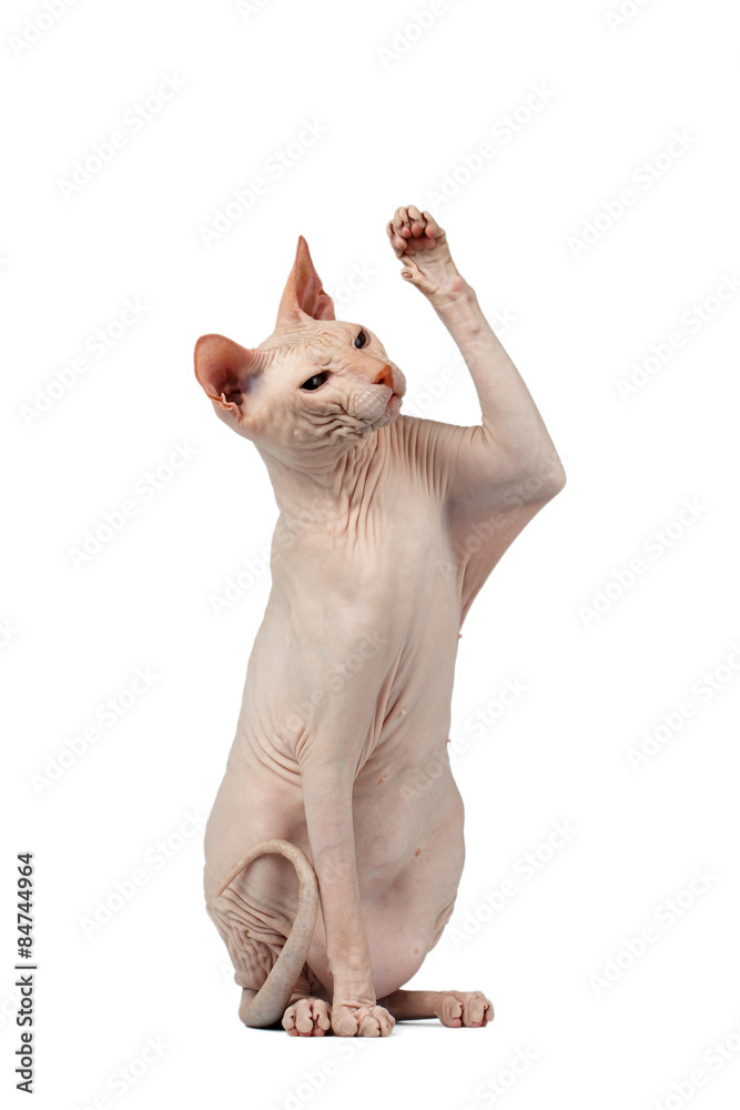 Pink Cat Sphinx Sits and Raising Up Paw Isolated on White