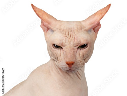 Closeup Bald cat. Cat of breed sphinx. Naked cat Isolated
