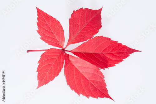 single autumn red leaf of parthenocissus on white background