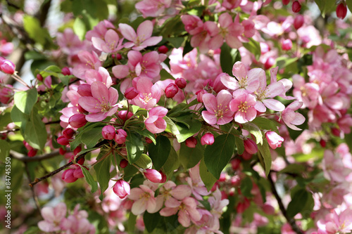 Pink flowers of apple tree