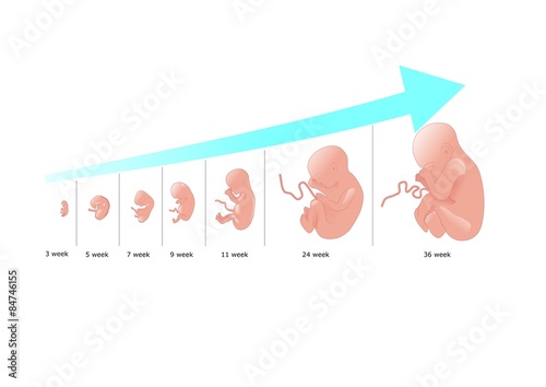 sviluppo del feto photo