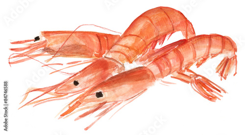 Three watercolour shrimps on white background