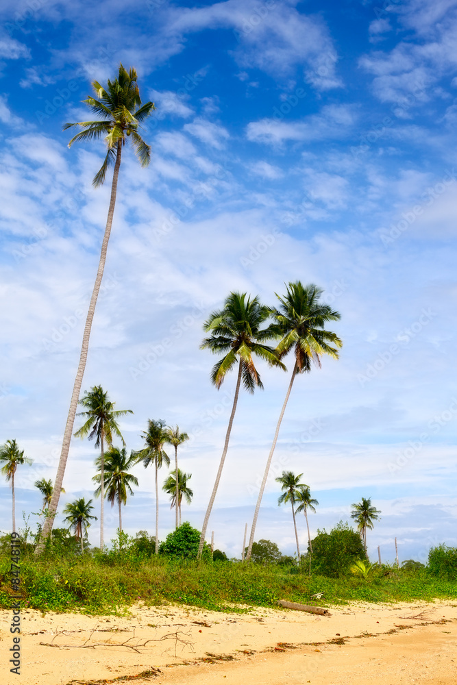 Fototapeta premium Tropic Jungle